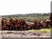 Logs to be turned into lumber